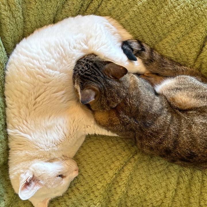 83557126 def9 4a9a 95f3 c6b133db2819 1699402396127