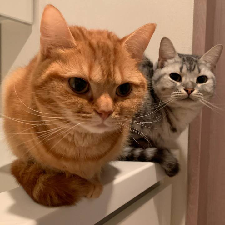 8355be4f b858 466e bfae bc33a7e41077 1576450176586