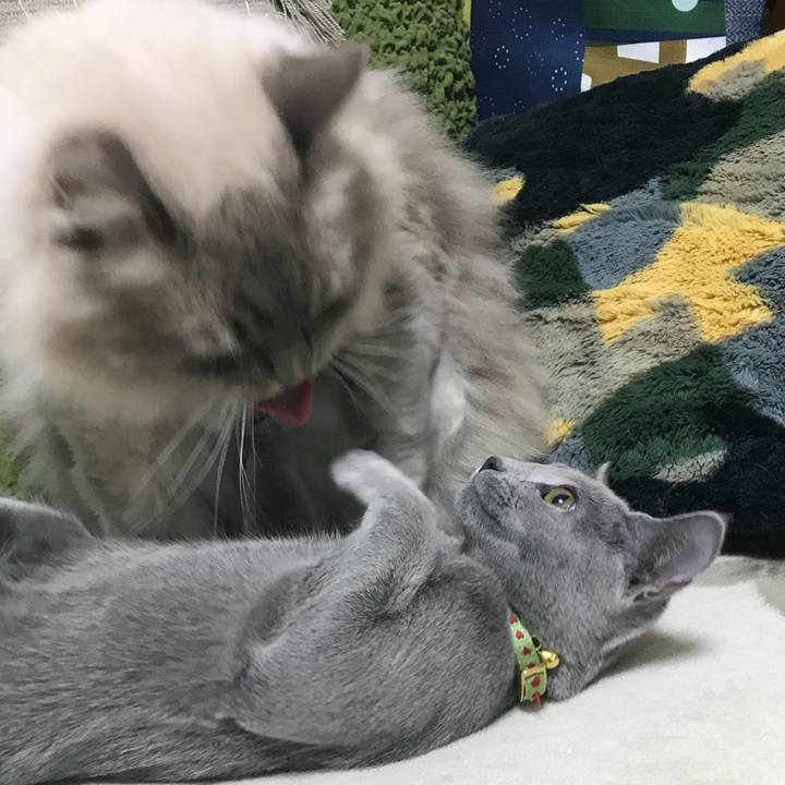 835a1a57 c9bf 4483 8867 77d2ced7b778 1510532814087