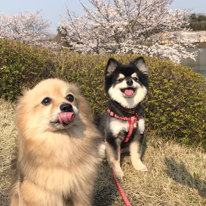 835a8b2b e53e 4df7 8418 be47685c5ca2 1554737170241