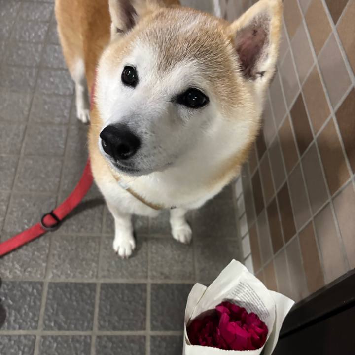 835ba7a4 89e3 472b bf3e 40309f8c48ee 1742244453581