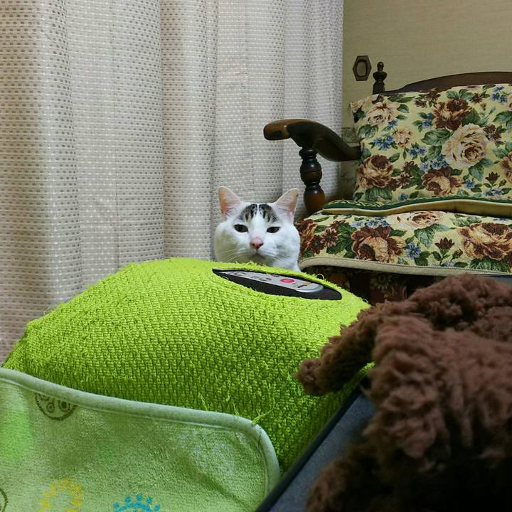 835f4218 ab5c 4f2f 87e5 9458d46c2f2e 1511875501502