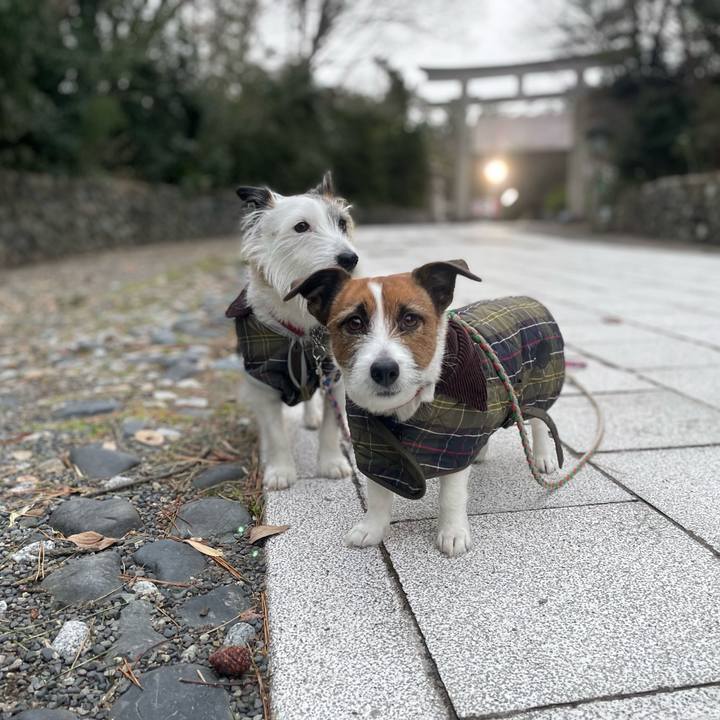 835f98fb c0cb 4a26 919a 83937d0c8dcb 1768793239478