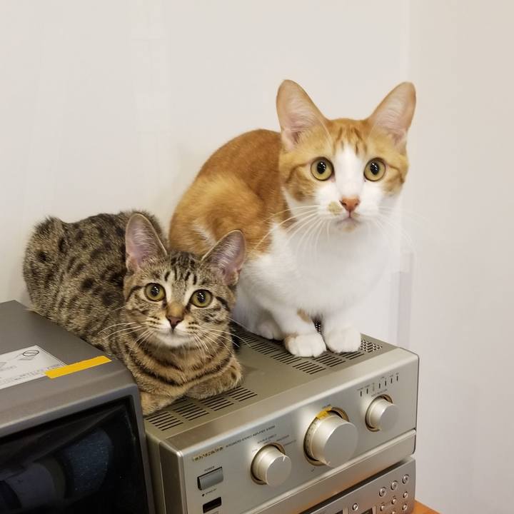 836d36c9 c7fc 4346 aa20 909a718d6d58 1545400245803