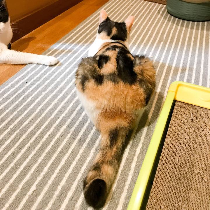 837884cf 2983 4a5f 8157 bf67ecb3bc17 1533515289040