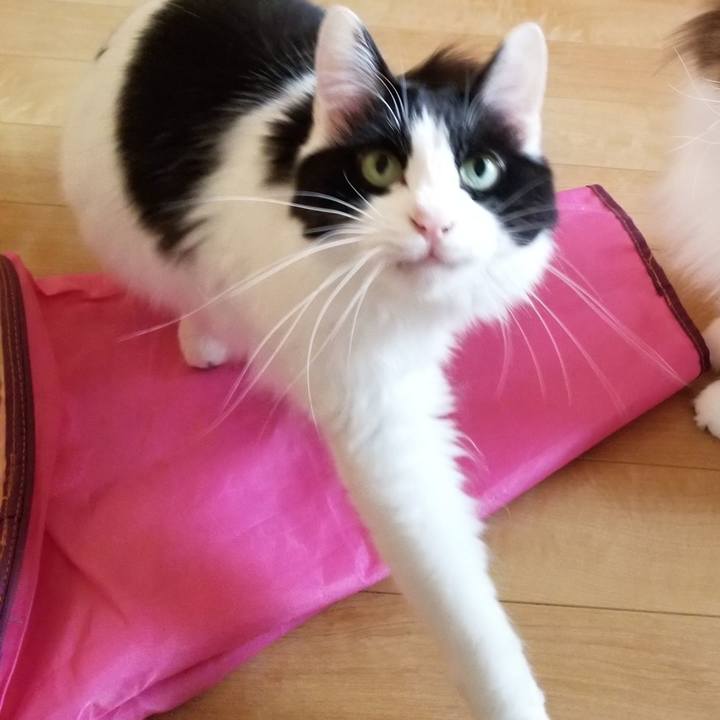 837ae60f d401 4120 8ef1 feff1c46ff88 1553818349538