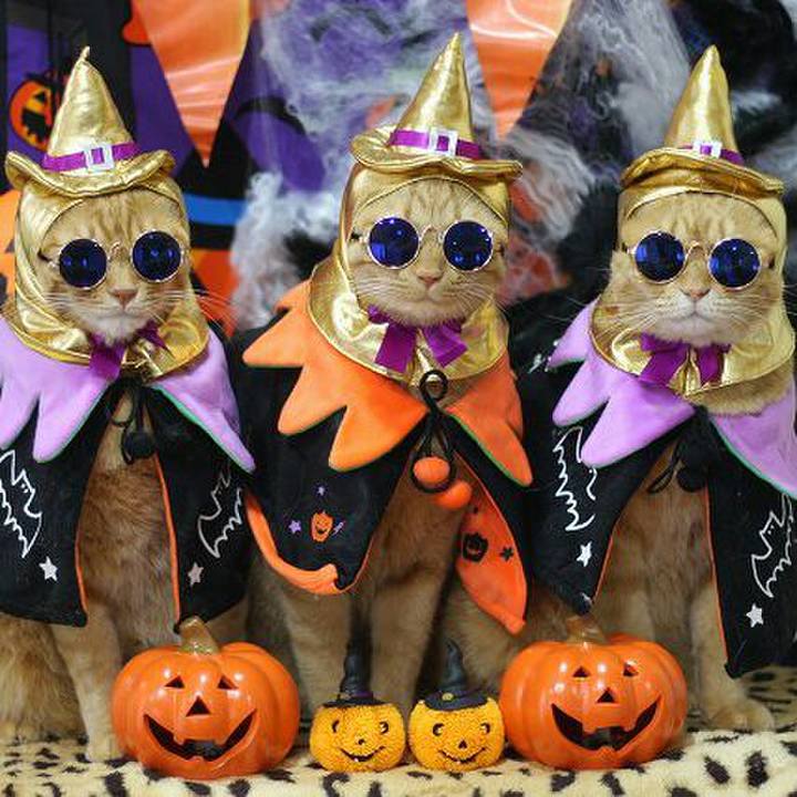 837d3ba1 d006 4ee1 bf91 d1a04bda7f1c 1571488491034