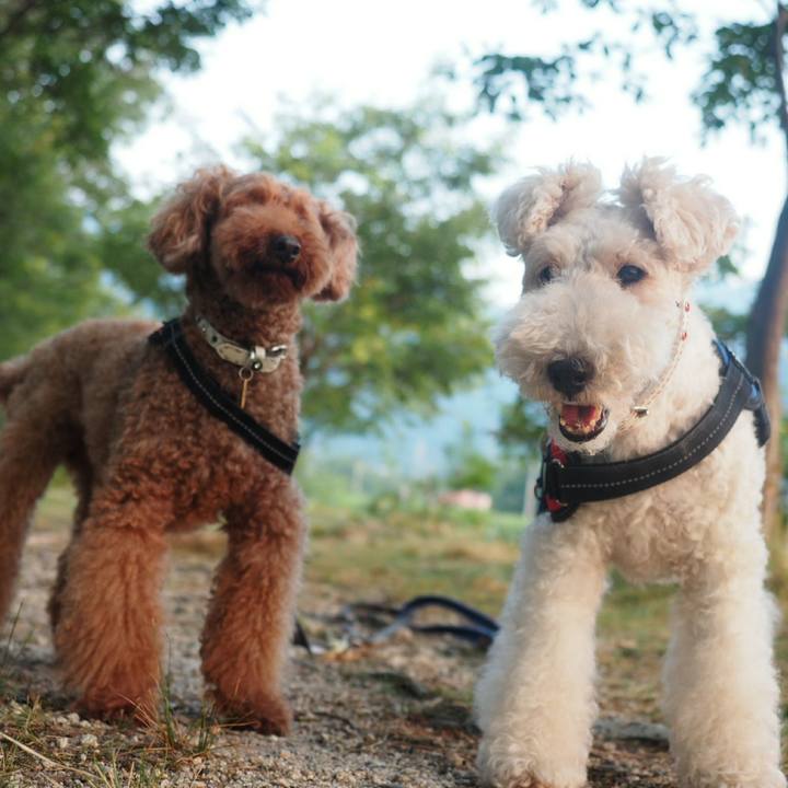 837f4e4f a00b 4433 bb5d 80be273c587d 1532049833514