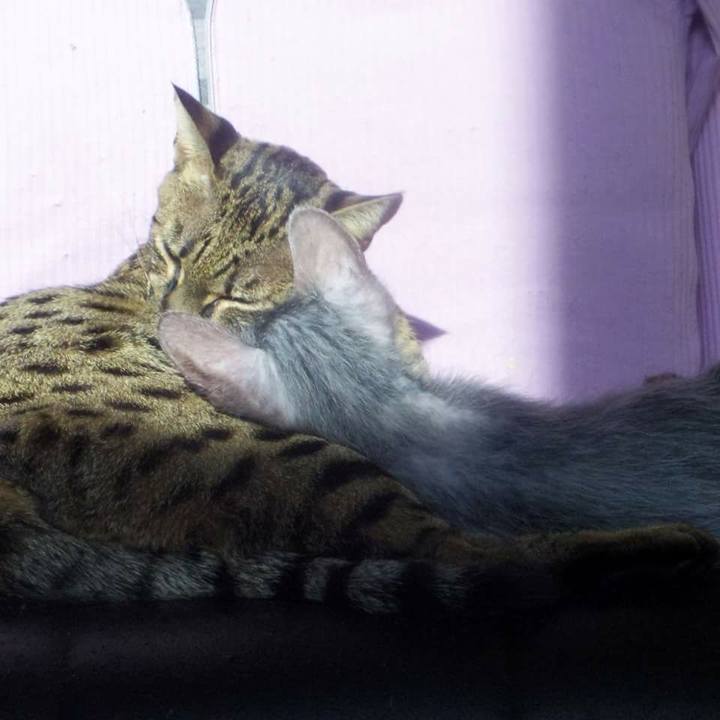 837fdaac 2349 4505 a623 e7586348a4dd 1509069613544