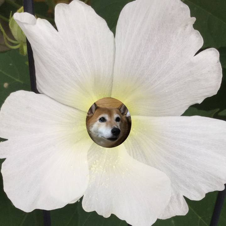 8382d7c5 10ba 4984 b881 9067dfd2dbab 1598150789534