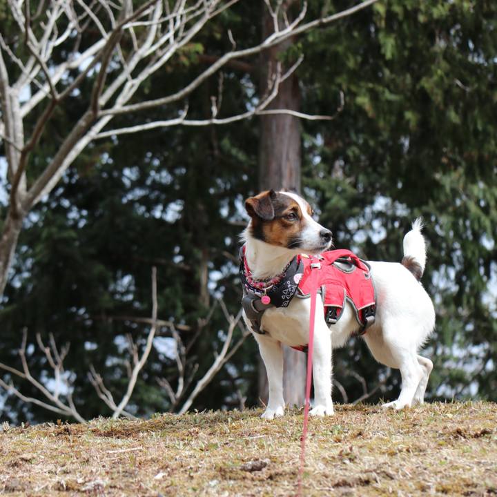 83835b02 37f8 45dd 9acf f0de2d2f9bb5 1521269778667