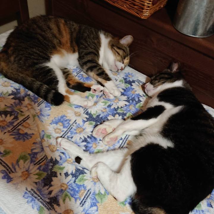 83854584 153c 43f9 96f0 7457f2e4379a 1687129463183