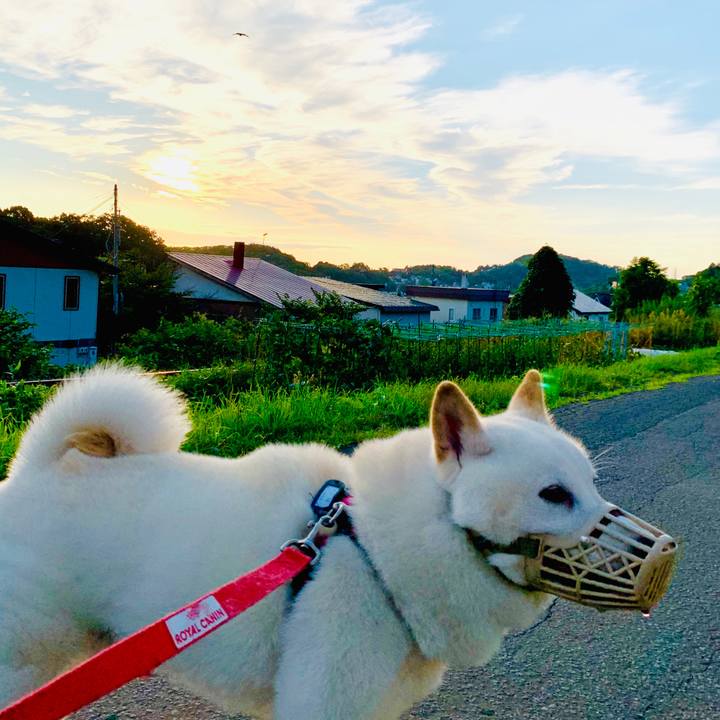 83893bc7 e5e7 42f6 aa12 310b1f0ee8aa 1597265300201