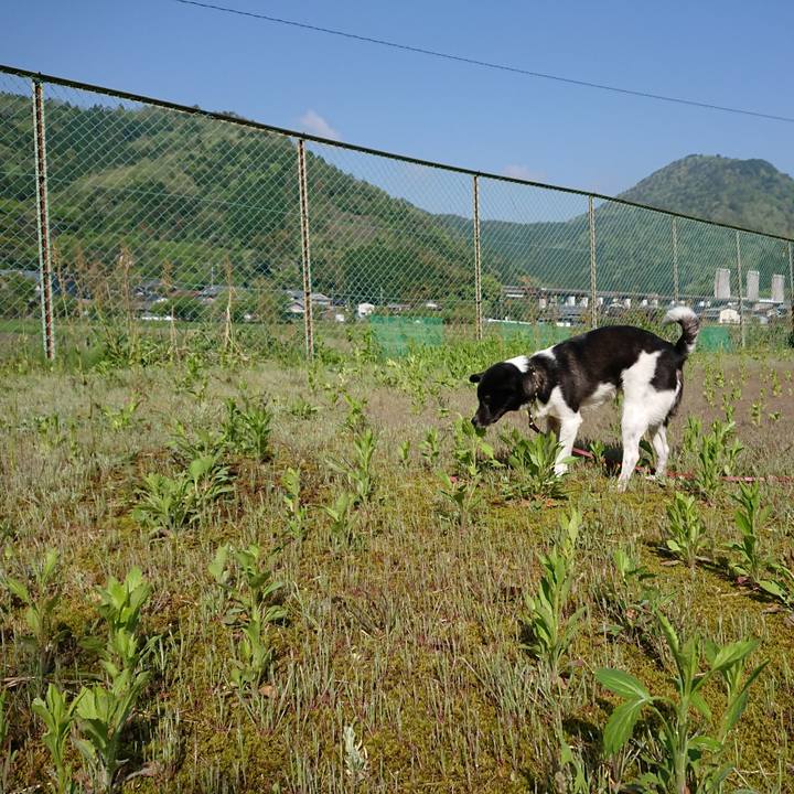 838a619c f4a9 4f72 9fe7 15443223e5f2 1524874840122