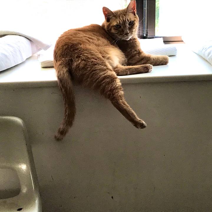 838c96f2 03e8 4f9e 901c eb8e9fa6b68e 1597051929951