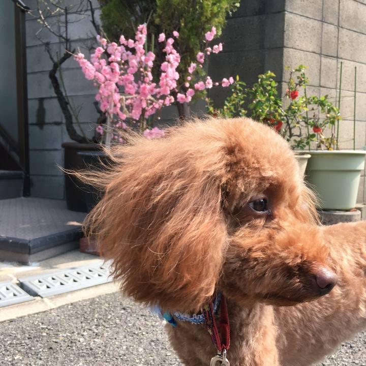 838dae1d c016 4a68 b30b c803efd69f67 1522058343435