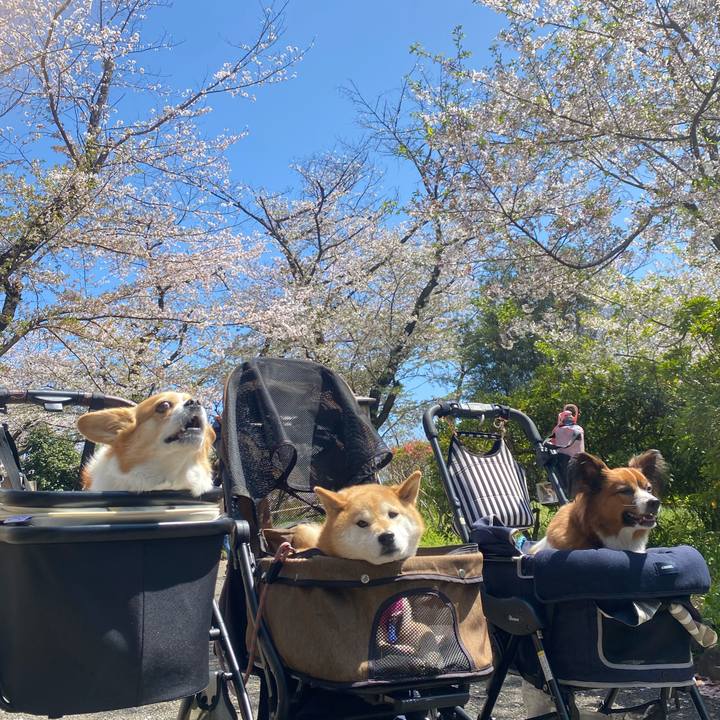 838df9fd 5f76 4180 a235 990fb0b8ee7e 1744194833601