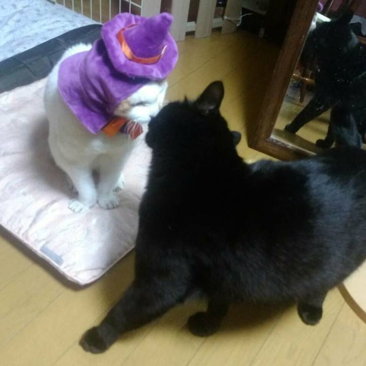 838fe7cc 2e2f 4186 aa52 635cf03906b3 1539951554730