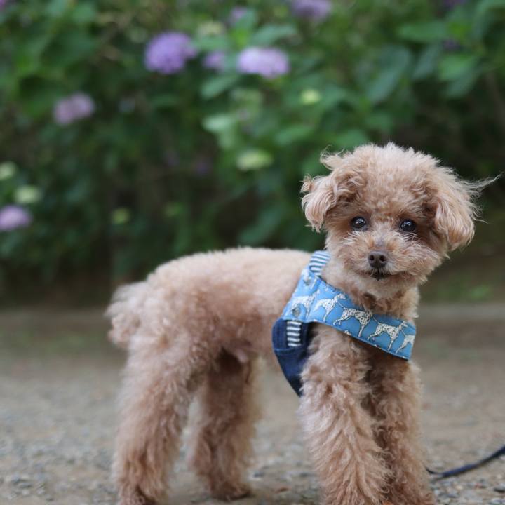 838ffb27 1393 433f b006 01325ce477e9 1591882893467