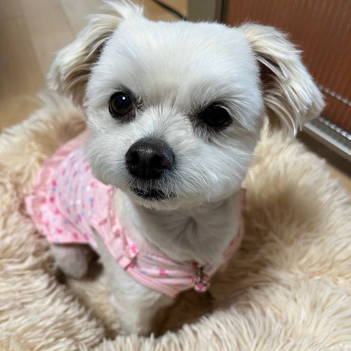 83906c22 4064 4fd8 b7df b4075c45550d 1652151107920