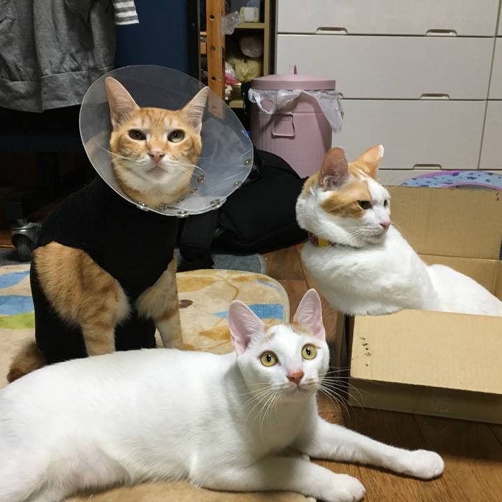 83911ed2 b624 4343 a6e1 c02a31953190 1509886944695