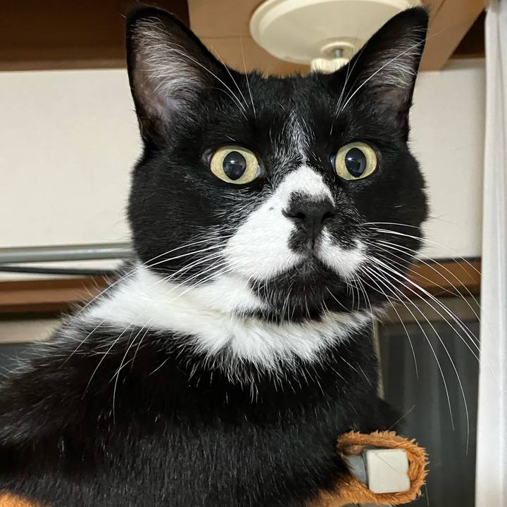 83951954 a45b 4b1a bbb3 0e769d8ed1ee 1729745754924