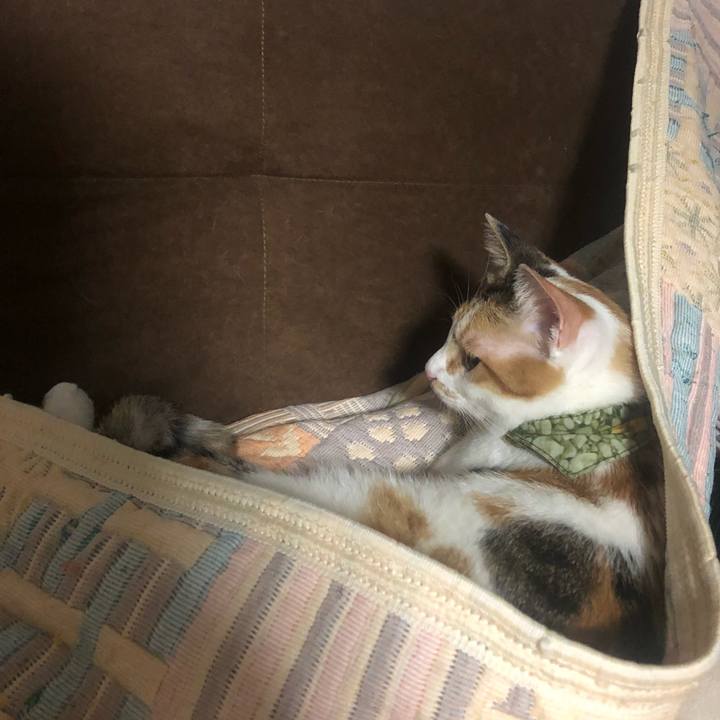 8396ee3e c0f4 4aee a91f 118b36643f10 1597750427534