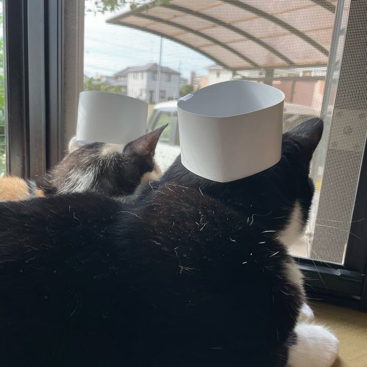 8398208e 7fc4 4136 81e1 3de72fa13a75 1693176404126