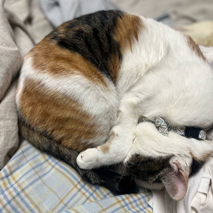 8398a9e2 253f 482c 99e1 071800acee4e 1763102794369