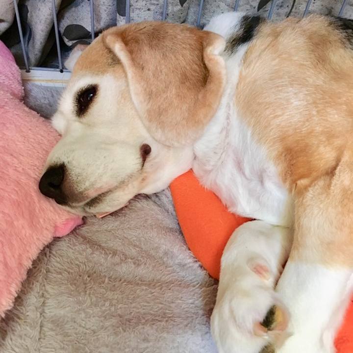 839f125d e05a 43a6 b26f 2354c78feb94 1558670644284