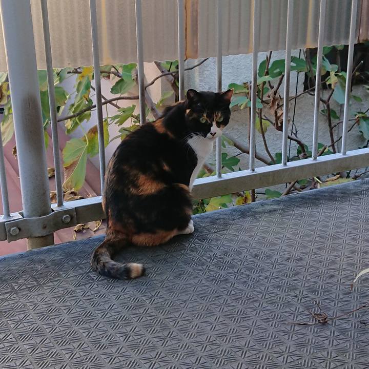 83a016af 3429 454b b576 9c1d1853577c 1543116885338