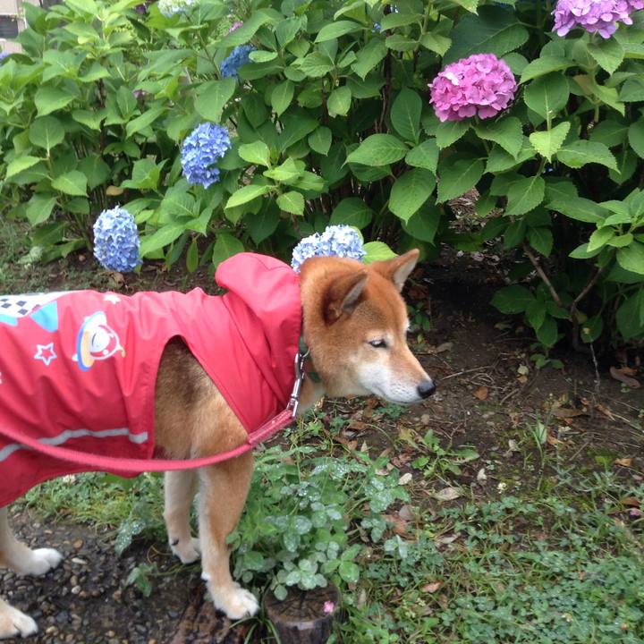 83a2e17f 0850 4c33 955f 9a49c915b987 1528602918496