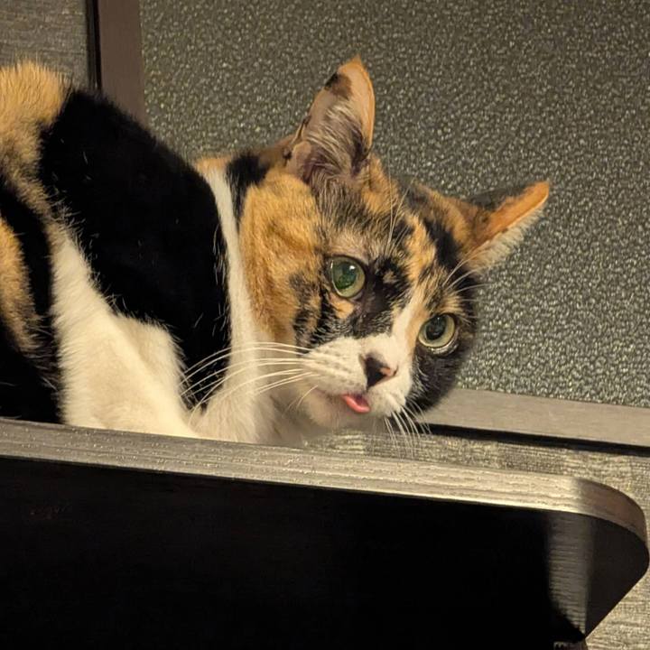 83a662e7 6d61 43cb bf33 effc0a7b6e95 1773015792437