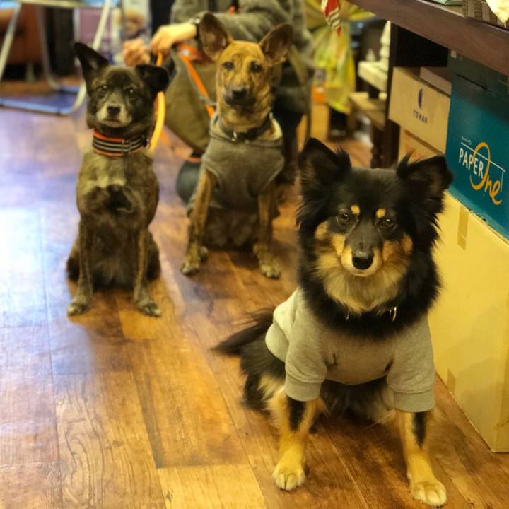 83a70a51 8877 47f5 abbf a7f619d40a6a 1576576423427