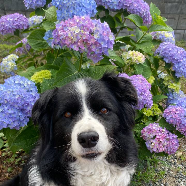 83a94691 84a1 4b16 a27e 14643f52d4ce 1590537047298