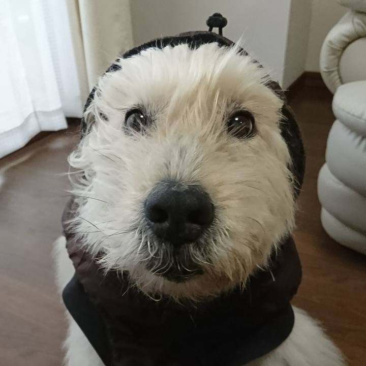 83a950ce 1a2d 4158 a0a2 e8723dd6714b 1583137742232