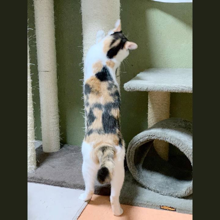 83adc9cc 456d 4c4d af0a 6d0215ab733d 1539483788679