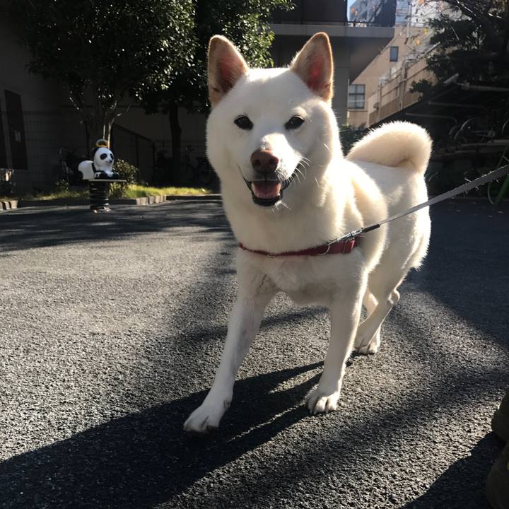 83b11a21 4864 4afb 9c57 6452f5e75fd1 1511581962708