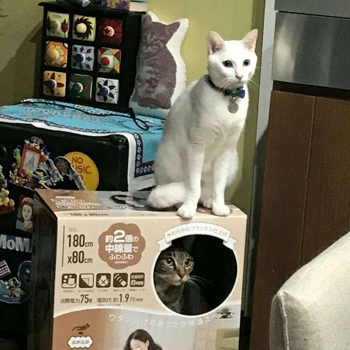 83b1ffeb 1a42 4dd3 8744 f9660dd4a3d4 1513606567694