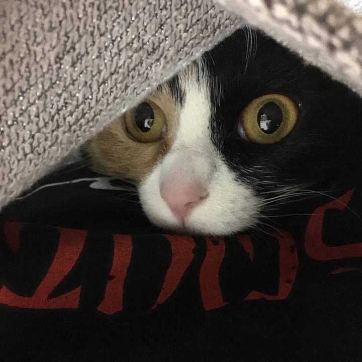 83b4c60b 28b1 4191 8de5 6efec91b6253 1515246624289