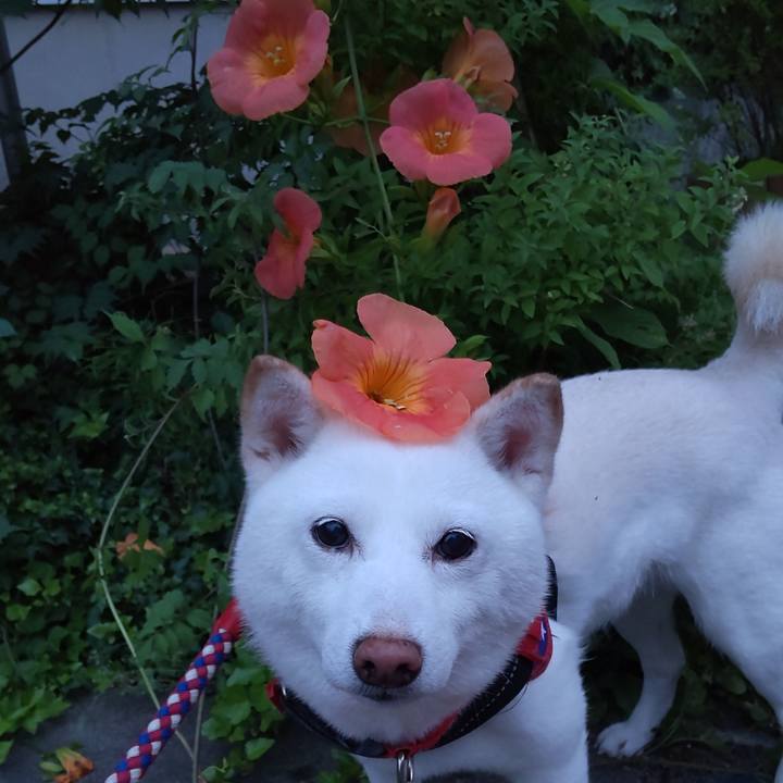 83b6fc2b 8b63 4974 ba3c ba489409e23e 1657537040458