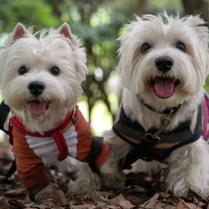 83b737ac a934 45e7 8081 bedb7d0f6cfd 1529046422448