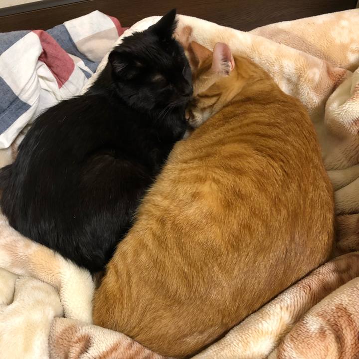 83b834a8 8e38 4e89 8912 72316cb3dee8 1574692241484