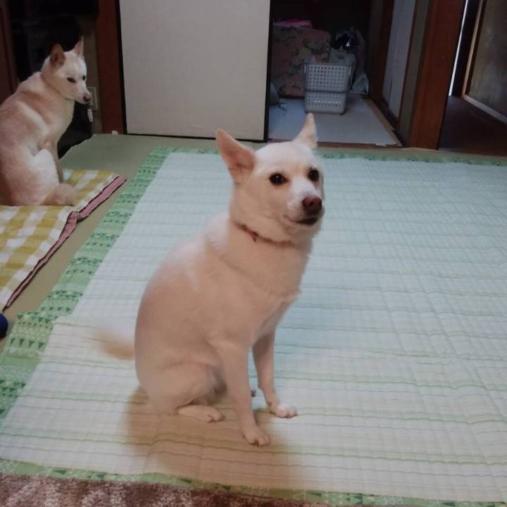 83bc44be 4834 4cd6 b3a7 c34940085692 1577589479073