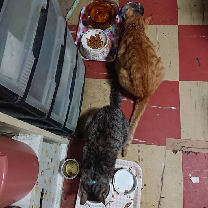 83bc8153 28a1 4b4e 9313 353924ee40e7 1562231441358