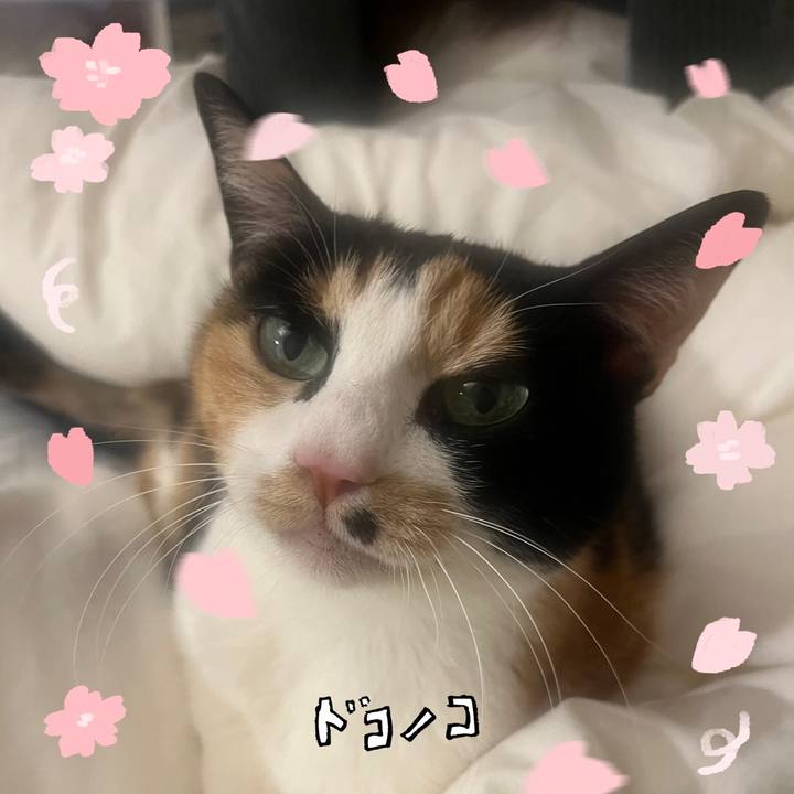 83bd145c 9d12 4f05 9d2a c5803d9b41ea 1744636607276