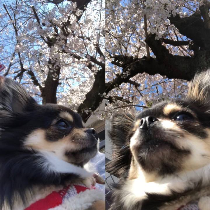 83bd6006 c6bc 4c41 955e 4aa48fee928d 1554094303995