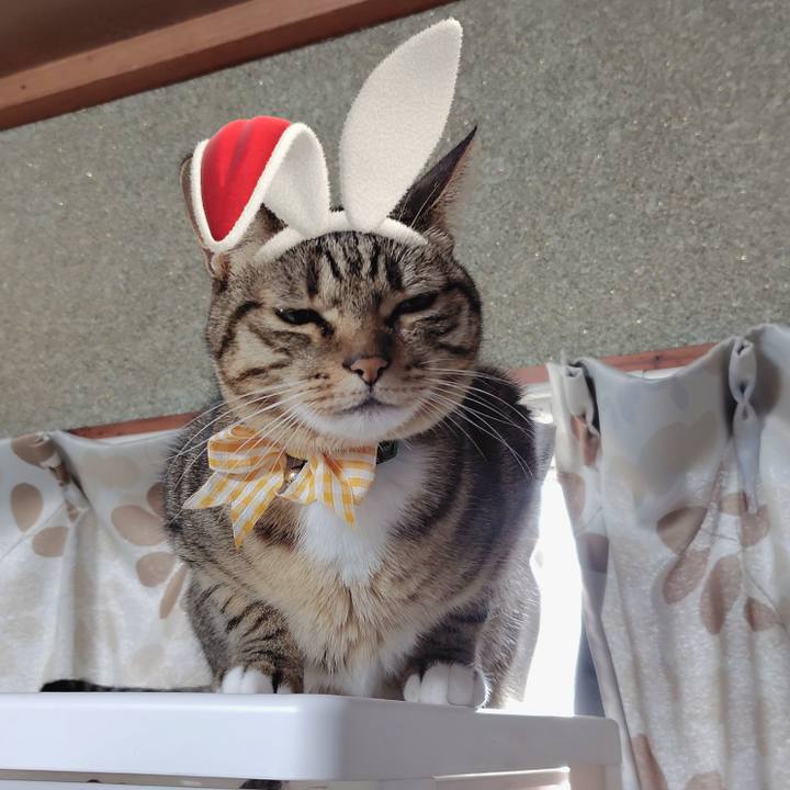 83bd6a63 4dcb 43da 8dee 56171ab8c441 1766540709084