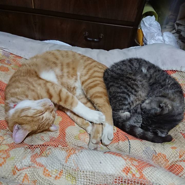 83bf2436 2b1d 47ad 8ce0 1da27fcfd515 1571403966389