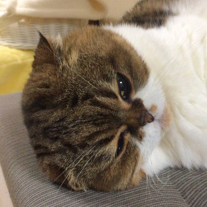 83c48f4a 42de 4501 a368 c4b83aa556a4 1512213990809